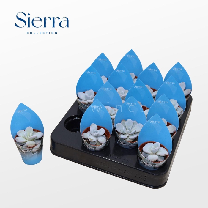 <h4>Echeveria Laui (Sierra)</h4>