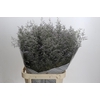 Limonium ov Misty Blue