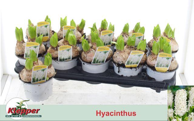 <h4>HYACIN WHITE PEARL P12</h4>