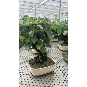 Malus domestica 21cm.