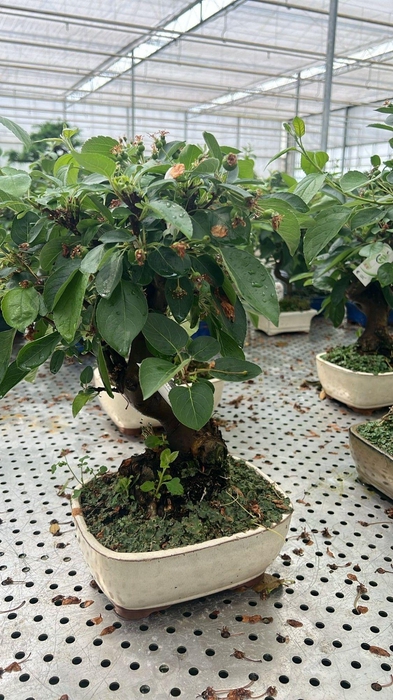 <h4>Malus domestica 21cm.</h4>