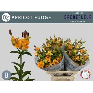 Lilium long. x asi. 'Apricot Fudge' 2+