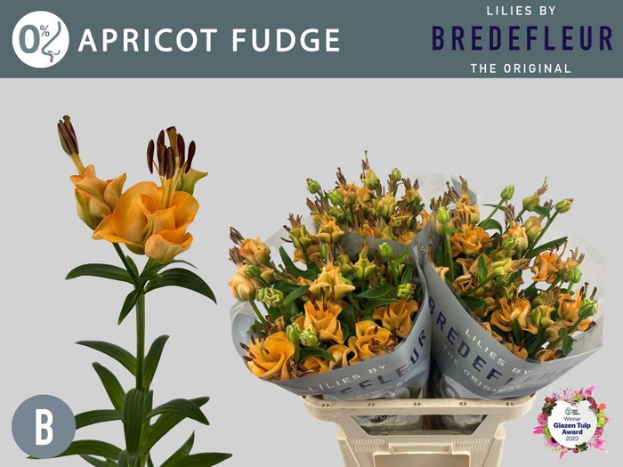 <h4>Lilium long. x asi. 'Apricot Fudge' 2+</h4>