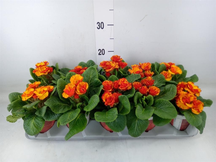 <h4>Primula ac. ...</h4>