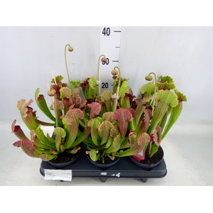 Sarracenia   ...