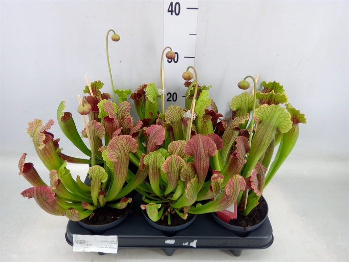 <h4>Sarracenia   ...</h4>