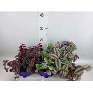 Tradescantia   ...mix