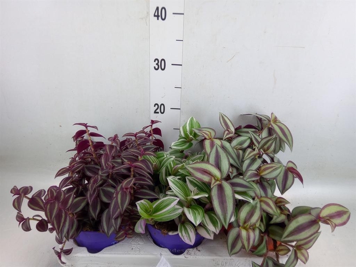 <h4>Tradescantia   ...mix</h4>