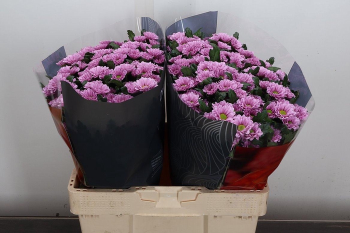 <h4>Chr S Fabiani Pink</h4>