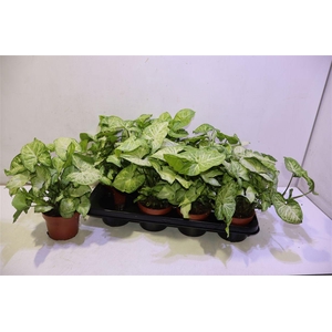 arr8 Syng White Butterfly