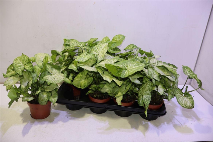 <h4>arr8 Syng White Butterfly</h4>