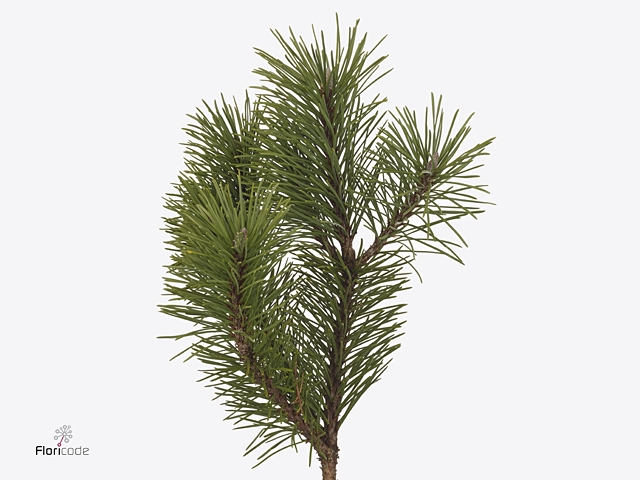 Pinus Mugo
