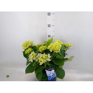 Hydrangea mac. 'Early'