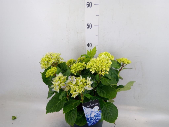 <h4>Hydrangea mac. 'Early'</h4>