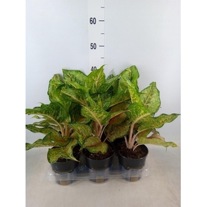 Aglaonema   ...
