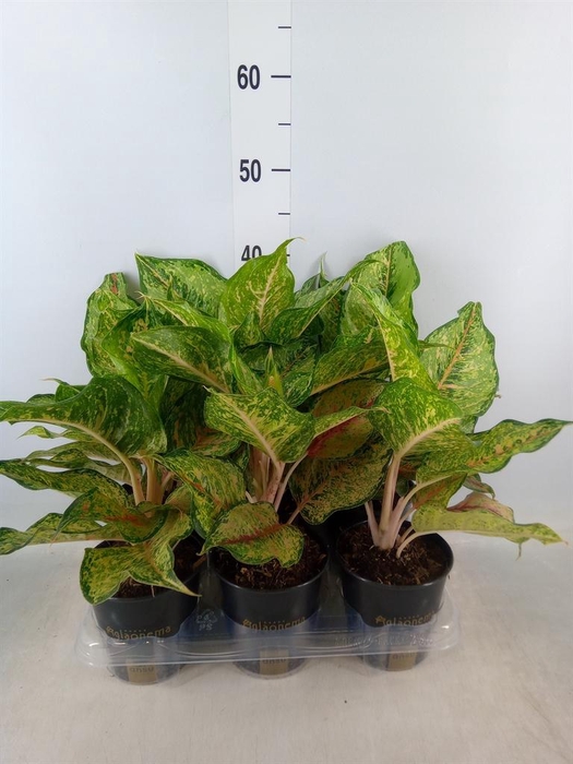 <h4>Aglaonema   ...</h4>