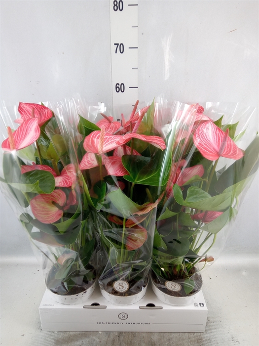 <h4>Anthurium andr. 'Livium Ruby'</h4>