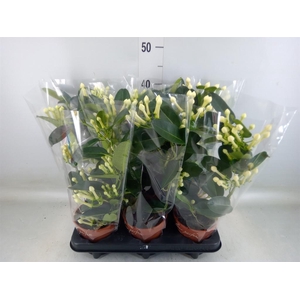 Stephanotis floribunda   ...