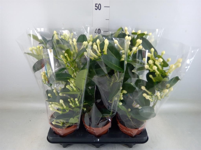 <h4>Stephanotis floribunda   ...</h4>