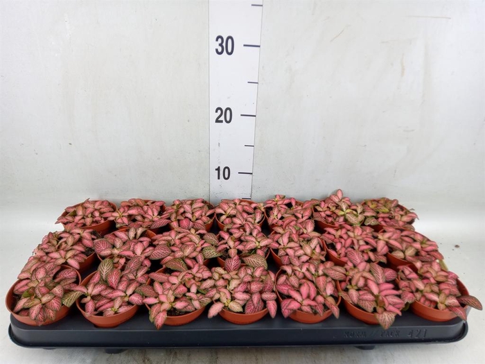 <h4>Fittonia  'Mosaic Pink Forest Flam'</h4>