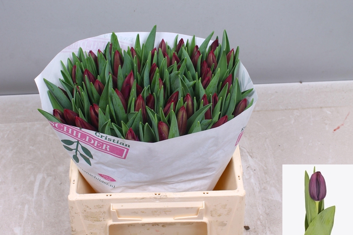 <h4>TU EN NIGHT VISION</h4>