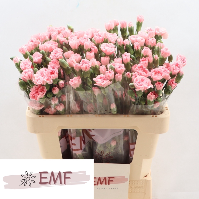 <h4>Di Tr Rascal Pink</h4>