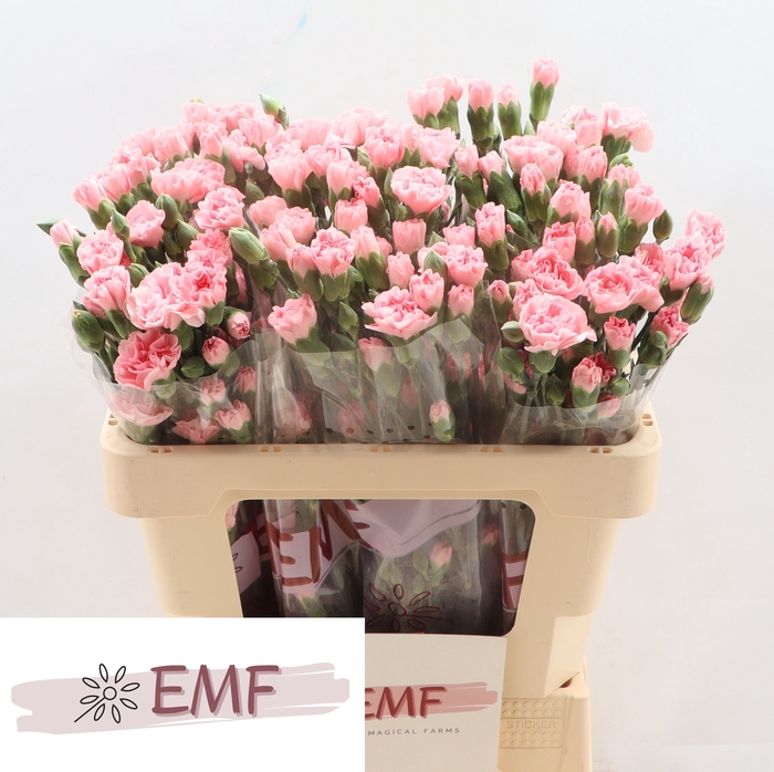 <h4>Di Tr Rascal Pink</h4>