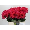Dahlia Pink Punk