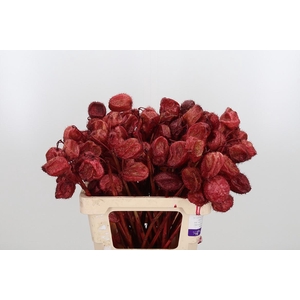 Ascl Moby Dick Kl Bh Bordeaux