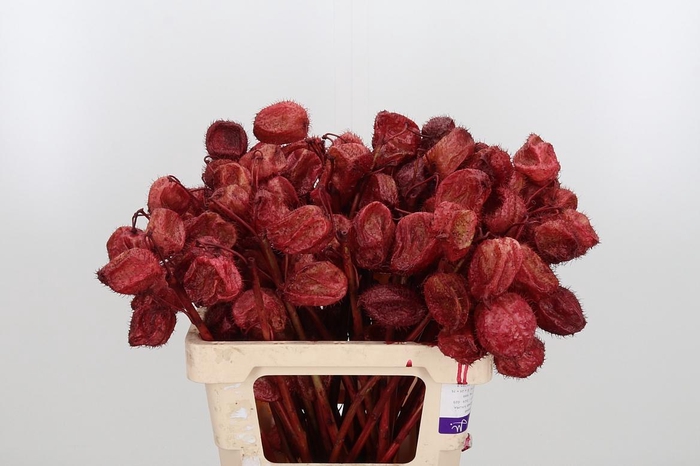 <h4>Ascl Moby Dick Kl Bh Bordeaux</h4>