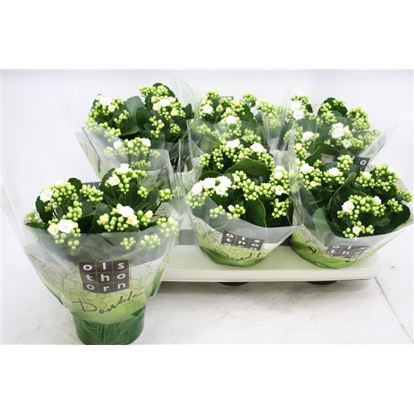 <h4>Gevuld 15 cm WIT</h4>