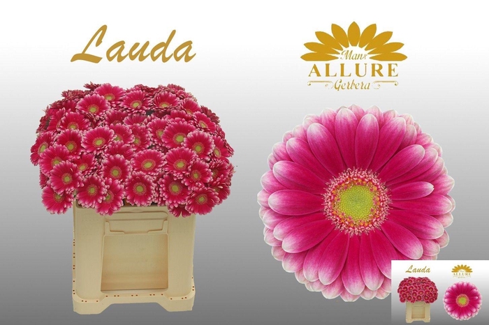 <h4>GE MI LAUDA</h4>