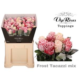 R GR FROST TACAZZI MIX IN BOS L60cm