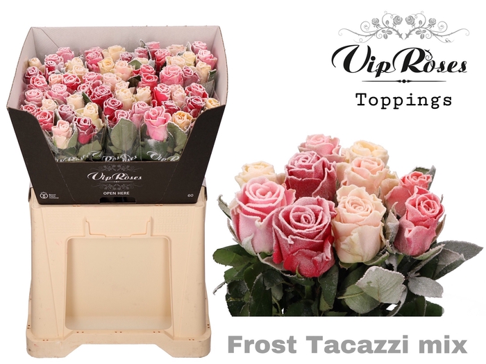 <h4>R GR FROST TACAZZI MIX IN BOS L60cm</h4>