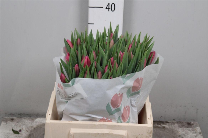 <h4>Tu En Ivanka</h4>