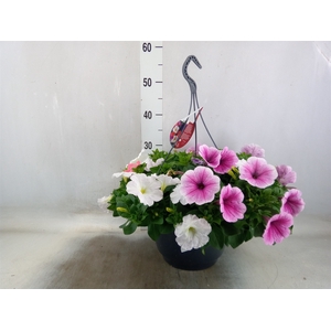 Petunia   ...mix in pot