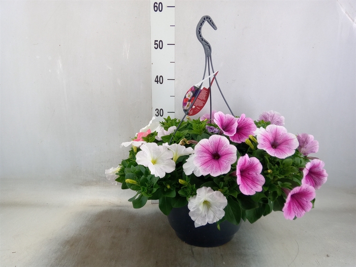 <h4>Petunia   ...mix in pot</h4>