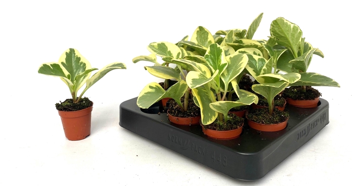 <h4>PEP OBT VARIEGATA</h4>