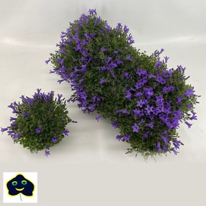 Campanula port. Kris 12Ø 22cm