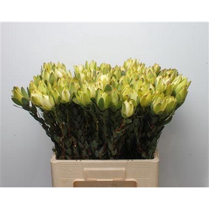 Leucad Discolor Yellow