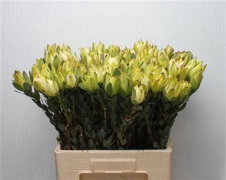 <h4>Leucad Discolor Yellow</h4>