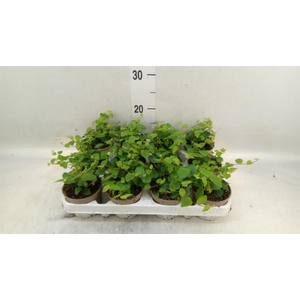 Ficus pumila 'Sunny Green'