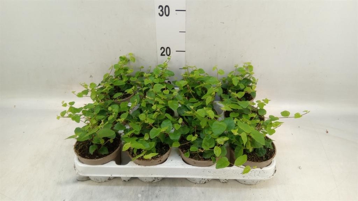 <h4>Ficus pumila 'Sunny Green'</h4>