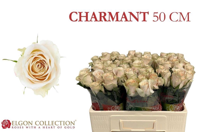 <h4>Rosa large charmant</h4>