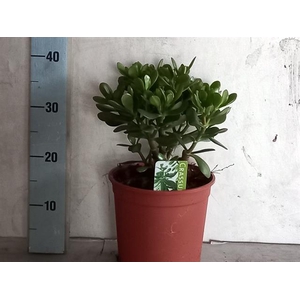 Crassula Ovata 21Ø 40cm