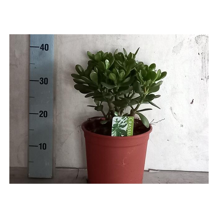 <h4>Crassula Ovata 21Ø 40cm</h4>