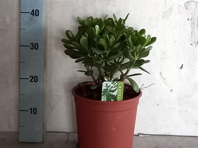 Crassula Ovata 21Ø 40cm