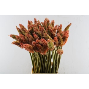 Kniphofia Alcazar(oranje) L 75