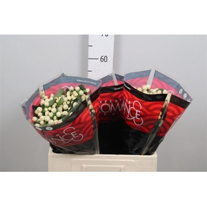 Hyp Cool Romance 55cm