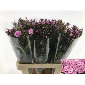PHLOX P SWEET LEXY